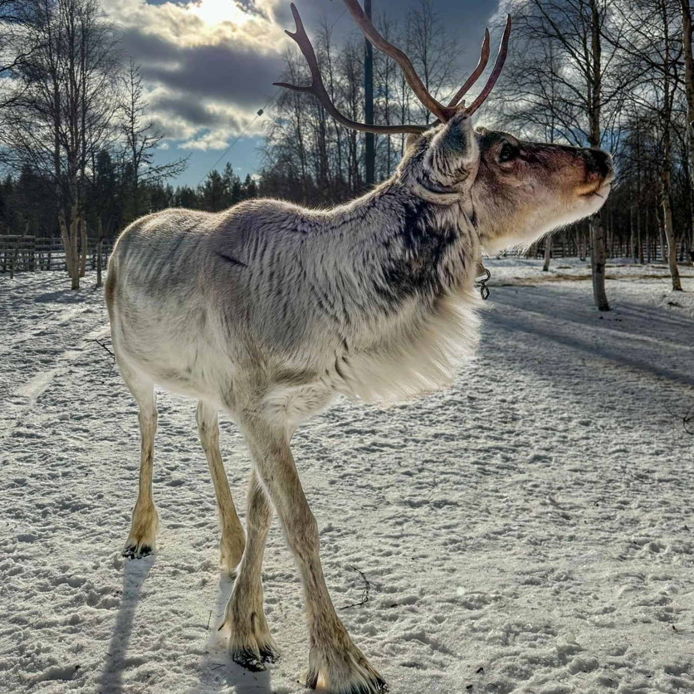 A reindeer standing in a snowy forest clearing in Lapland