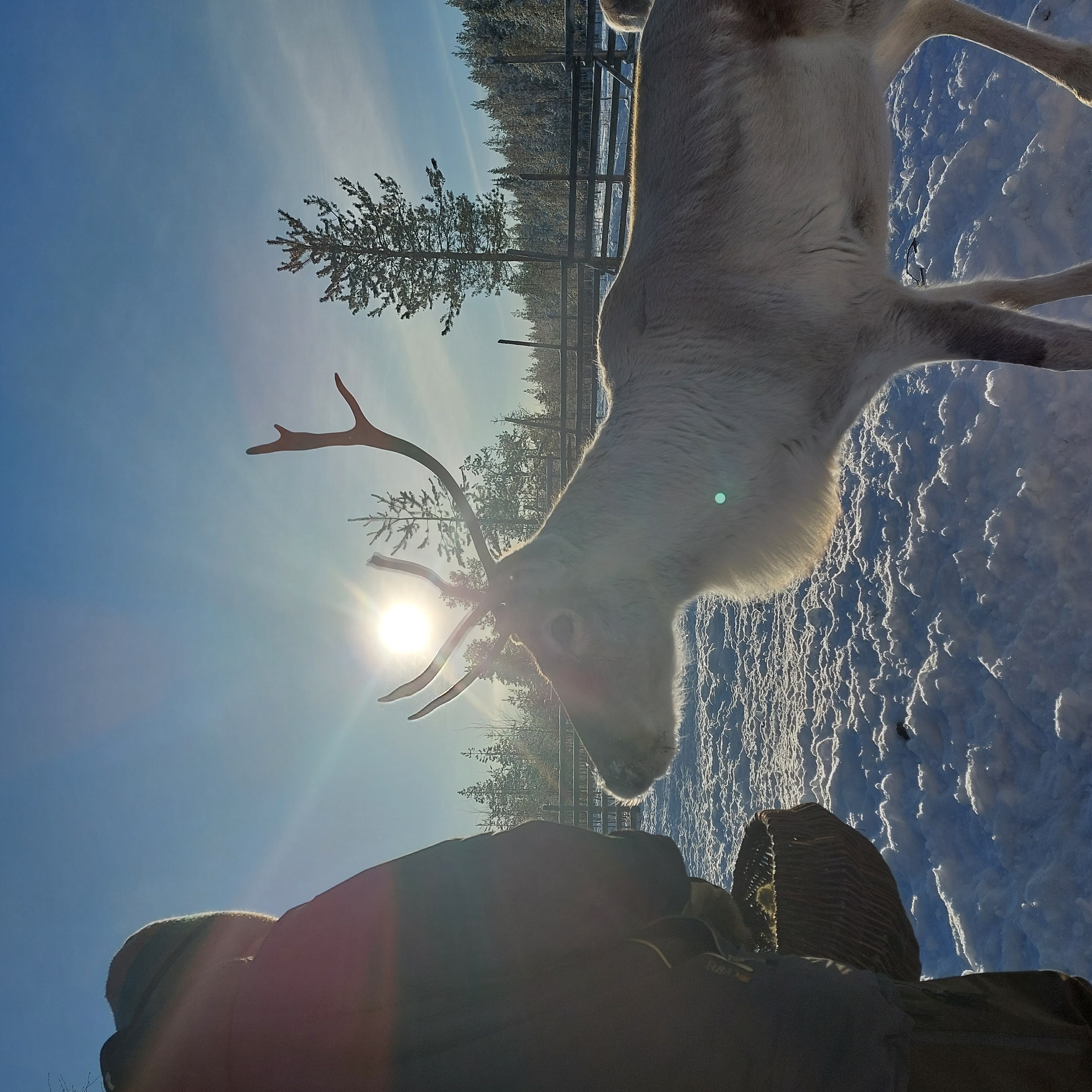 Farm Visit: Meet the reindeers