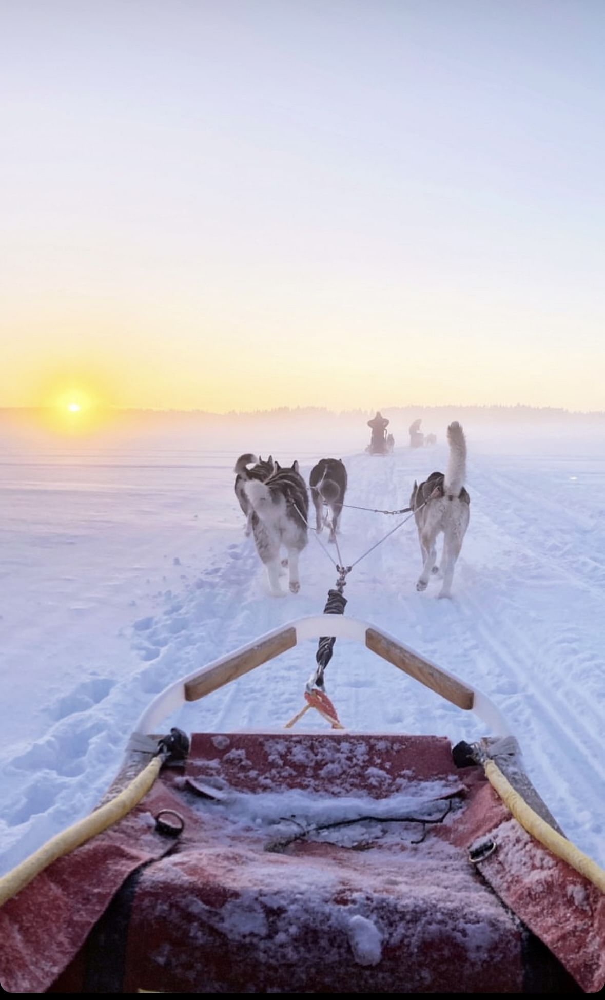 Wild Kemijoki huskies - Pure breed huskies - Pure experience